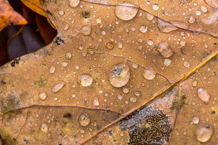 Water droplets lying on autumnal fallen leaf. Rainy day and dead leaf with water droplets.