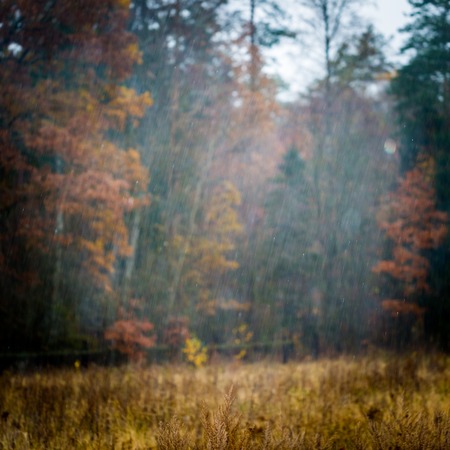 Blurry landscape photographed at rainy autumnal day. Bad weather landscape.の写真素材