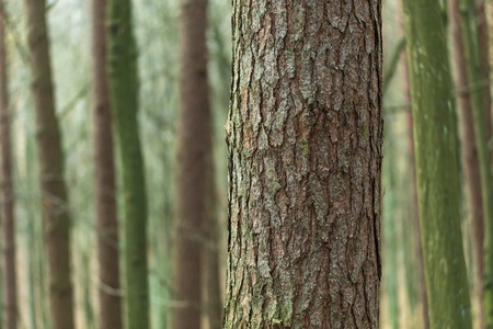 Close up of trees trunks in fall forest. European forest background.の写真素材