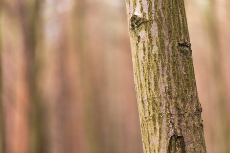 Close up of trees trunks in fall forest.