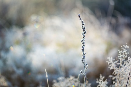 Hoarfrost on grass. Frosted grass at cold winter day, natural background.の写真素材