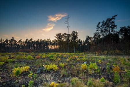 Beautiful fall forest photographed at sunny day.の写真素材