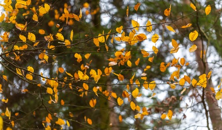 Beautiful orange hornbeam leaves hanging on branches.の写真素材