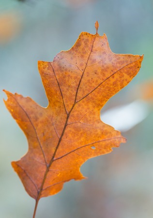 Dry oak leaves in autumn.