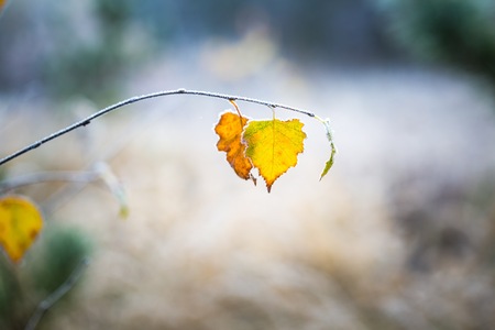 Beautiful white frost on autumn leaves on branch. Rime on plants at cold winter day.の写真素材