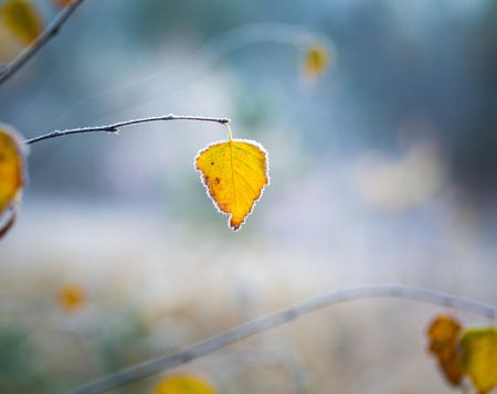 Beautiful white frost on autumn leaves on branch. Rime on plants at cold winter day.の写真素材