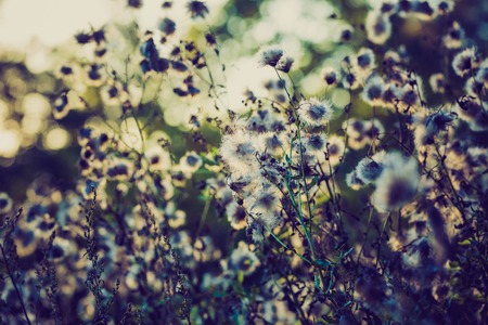 Dry thistle flowers with bokeh circles background and vintage colors effect.の写真素材