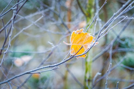 Beautiful white frost on autumn leaves on branch.の写真素材