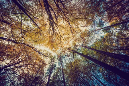 Autumnal forest landscape with vintage mood filter. Fall forest in vintage colors.