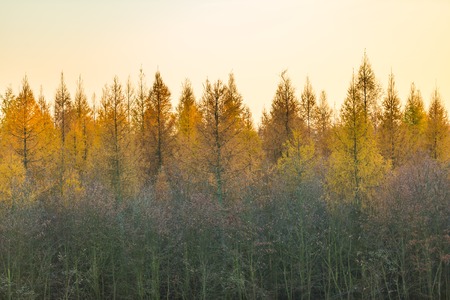 Tree tops of autumnal forest. Close up of trees.