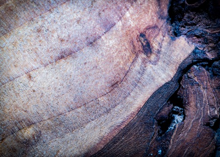Old wooden texture. Destroyed wood background with texture in close up.の写真素材