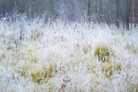 Hoarfrost on plants. Natural wild plant with ice crystals in early winter.の写真素材