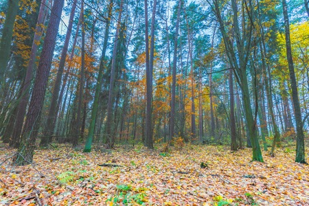 Beautiful wild fall forest with vibrant colors. European forest with colorful leaves and trees trunks.の写真素材