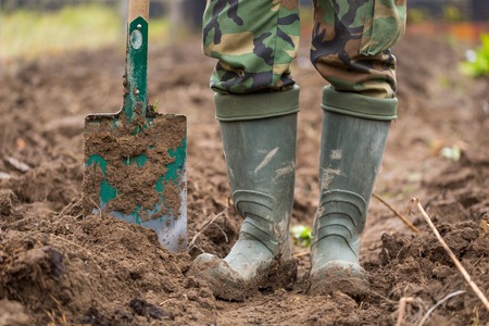 Man digging with spade in autumn or spring garden,の写真素材