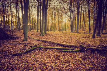 Autumnal forest landscape with vintage mood filter. Fall forest in vintage colors.の写真素材