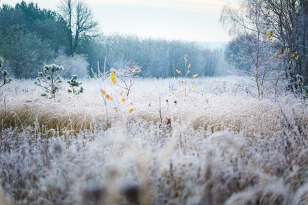 Beautiful frosty morning in countryside. Early winter landscape with frosted plants.の写真素材