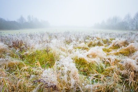 Frosty morning landscape. Early winter landscape with meadow and hoarfrostの写真素材