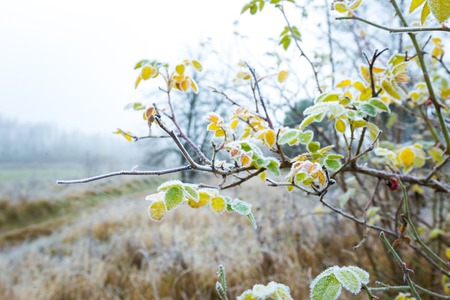 Frosty morning landscape. Early winter landscape with meadow and hoarfrost