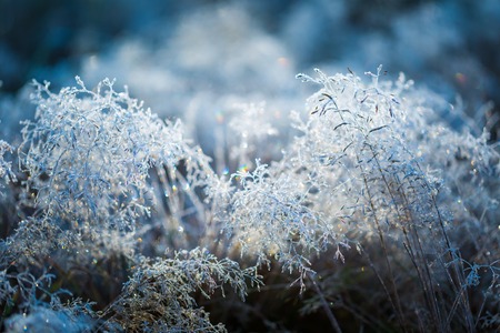Hoarfrost on grass. Frosted grass at cold winter day, natural background.の写真素材