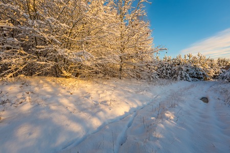 Winter sunrise landscape with fresh snow. Snow covered countryside with trees.