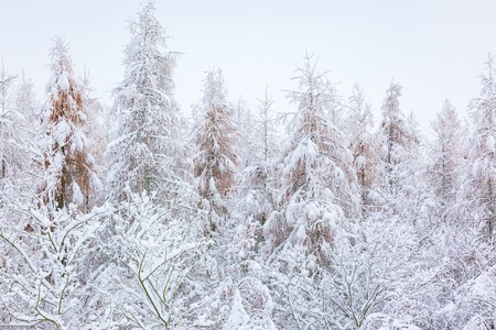 Winter forest with snow covered branches. Beautiful snowy winter.の写真素材