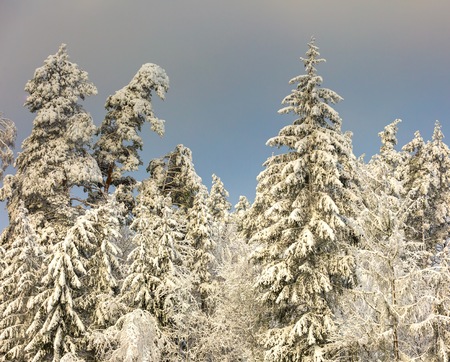 Winter forest with snow covered branches. Beautiful snowy winter.