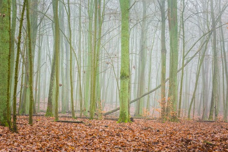 Beautiful autumnal forest landscape photographed at foggy day. Polish forest.の写真素材