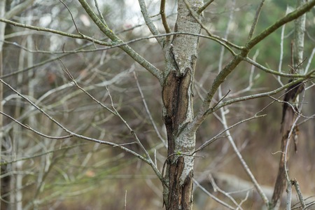 Trunks of small deciduous trees in small forest. Natural background