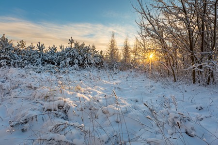 Winter sunrise landscape with fresh snow. Snow covered countryside with trees.の写真素材