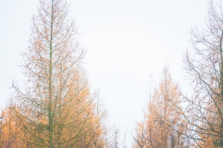 Close up of tree tops of larch and oak forest. Trees in forest background.