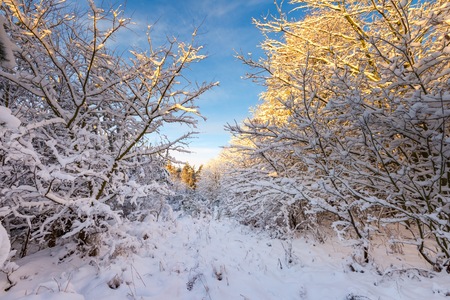 Winter sunrise landscape with fresh snow. Snow covered countryside with trees.