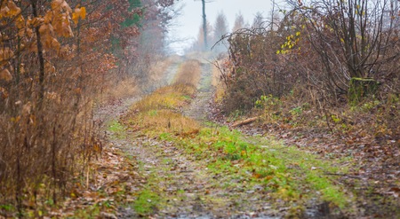 Fall forest with beautiful colors and sandy road. Climatic autumn landscape.の写真素材