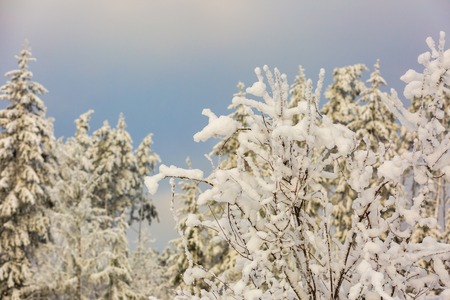 Winter forest with snow covered branches. Beautiful snowy winter.の写真素材
