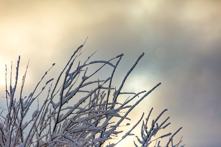 Close up sun and forest trees branches at snowy winter day. Abstract landscapeの写真素材