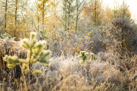 Plants with white rime. Cold winter or late autumn day and hoarfrost on plantsの写真素材