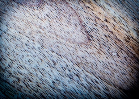 Old wooden texture. Destroyed wood background with texture in close up.の写真素材