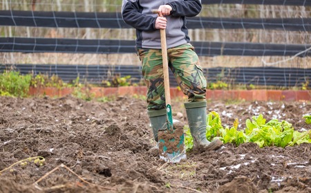 Man digging with spade in autumn or spring garden,