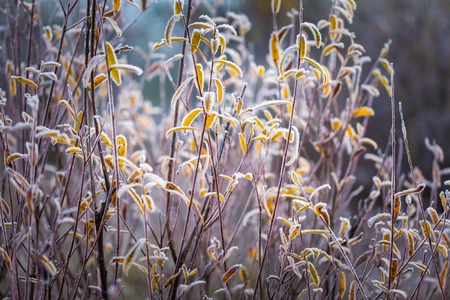 Beautiful white frost on autumn leaves on branch. Rime on plants at cold winter day.の写真素材