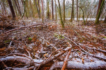 Dull and depressive winter forest landscape. European forest at bad weather in winter.の写真素材