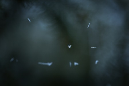 Close up of frozen spider web hanging on tree twig. Natural macro background.の写真素材