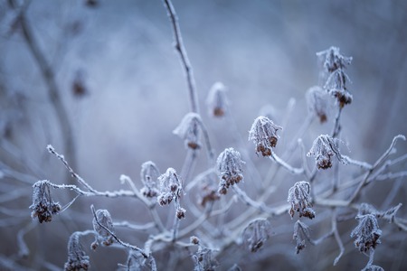 Rime on plants. Close up of plant with beautiful hoarfrost, soothing tones and colors.の写真素材