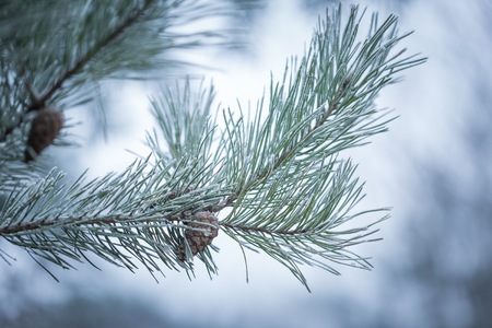Pine tree twigs in winter. Pine tree with hoarfrost at dull december day.の写真素材