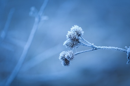 Rime on plants. Close up of plant with beautiful hoarfrost, soothing tones and colors.の写真素材