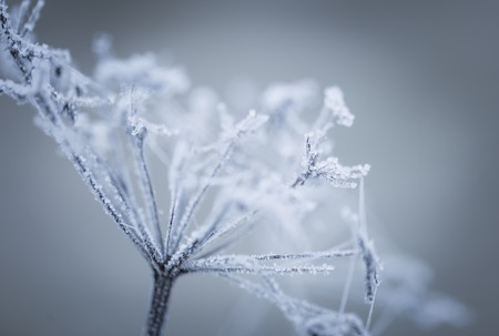 Macro of plant with rime. Natural plant part with rime in close up.の写真素材