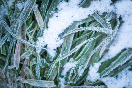 Frosted grass in close up. Abstract background with rime on green grass bladesの写真素材