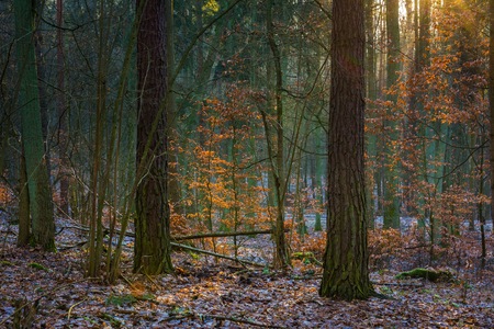 Winter or late autumnal forest. Beautiful european forest landscape.