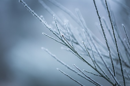 Broom twigs with rime in winter. Close up of broom bushwith hoarfrost in winterの写真素材