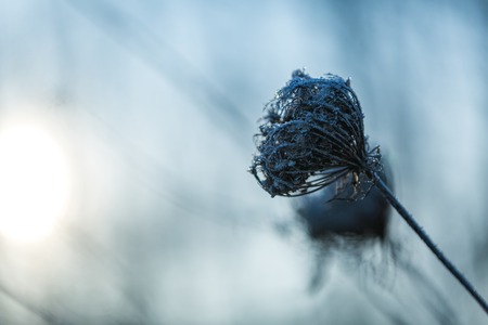 Close up of rime on plants. Hoarfrost in close up, natural background.の写真素材
