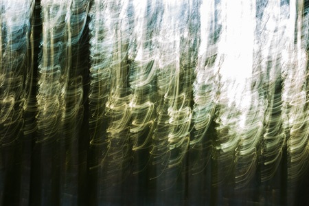 Abstract forest photo. Long exposure blurry autumn or winter forest.の写真素材