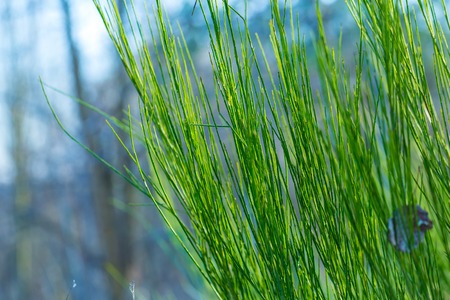 Withered broom branches in winter in european forest. Close up of green branches.の写真素材